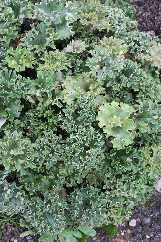 Image of Farfugium japonicum 'Shishi Botan' taken at Juniper Level Botanic Gdn, NC by JLBG