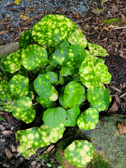 Image of Farfugium japonicum 'Sweet Spot' taken at Juniper Level Botanic Gdn, NC by JLBG