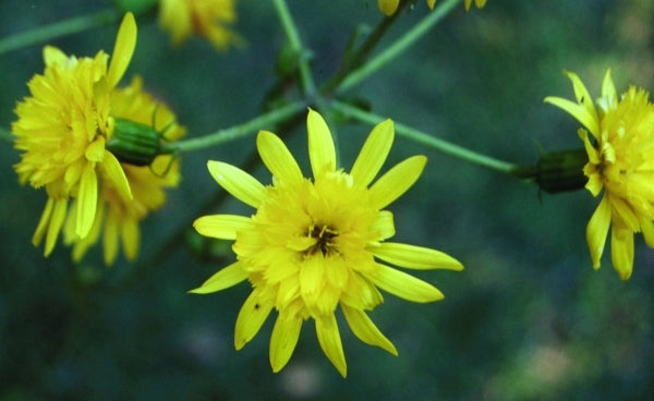 Image of Farfugium japonicum 'Yaezaki' taken at O. Johnson Gdn, GA by O. Johnson