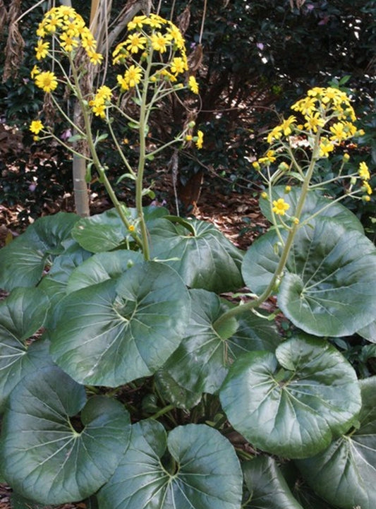 Image of Farfugium japonicum var. giganteum 'Marco' taken at Juniper Level Botanic Gdn, NC by JLBG
