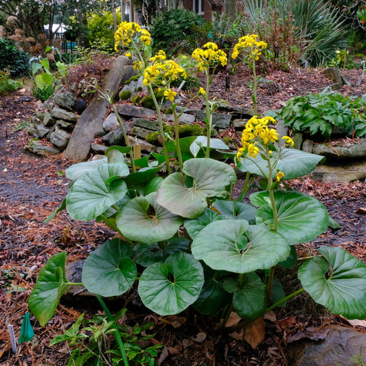 Image of Farfugium japonicum var. giganteum 'Marco' taken at Juniper Level Botanic Gdn, NC by JLBG