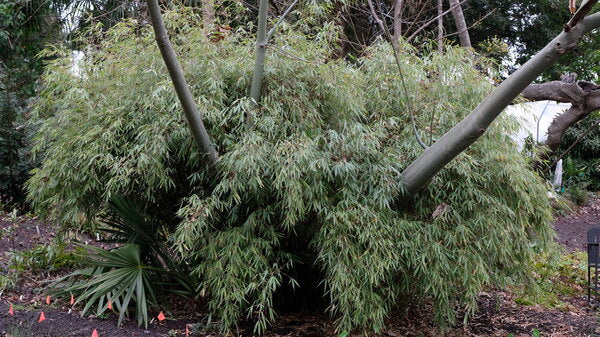Image of Fargesia robusta 'Ping Wu' taken at Juniper Level Botanic Gdn, NC by JLBG