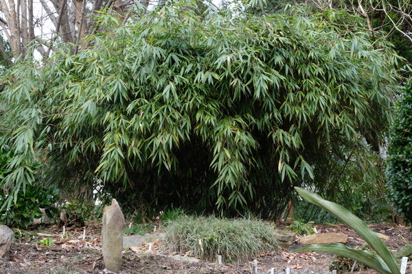Image of Fargesia robusta 'Wolong' taken at Juniper Level Botanic Gdn, NC by JLBG