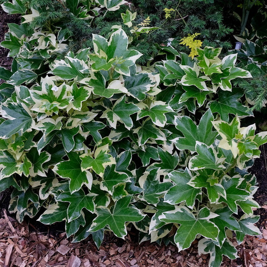 Image of Fatshedera lizei 'Angyo Star' taken at Juniper Level Botanic Gdn, NC by JLBG