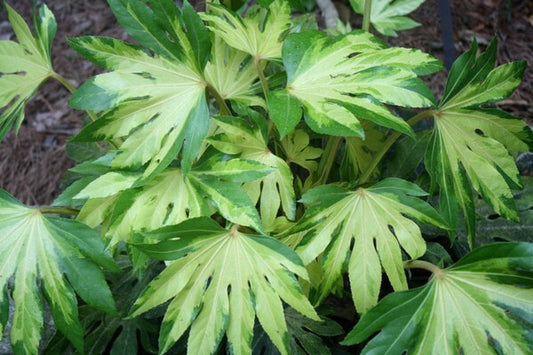 Image of Fatsia japonica 'Murakumo Nishiki' taken at J.C. Raulston Arboretum, NC