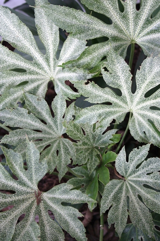 Image of Fatsia japonica 'Spider's Web' taken at Juniper Level Botanic Gdn, NC by JLBG