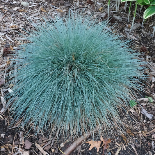 Image of Festuca 'Cool as Ice' PP 27,651 taken at Juniper Level Botanic Gdn, NC by JLBG