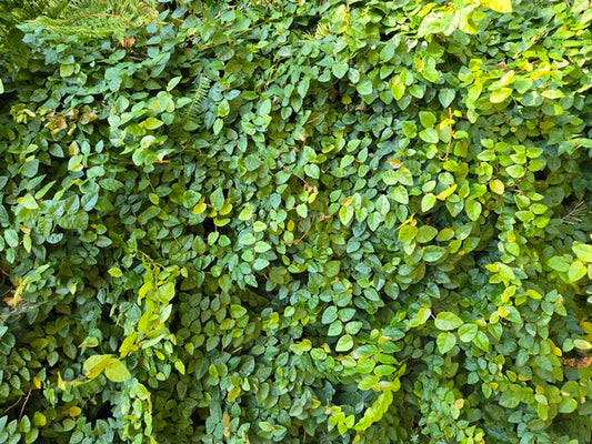 Image of Ficus pumila 'Monier's Hardy' taken at Juniper Level Botanic Gdn, NC by JLBG
