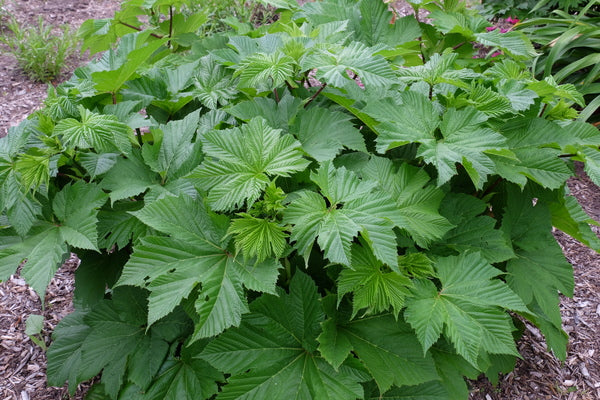 Image of Filipendula camtschatica 'Summer Snow' taken at Juniper Level Botanic Gdn, NC by JLBG