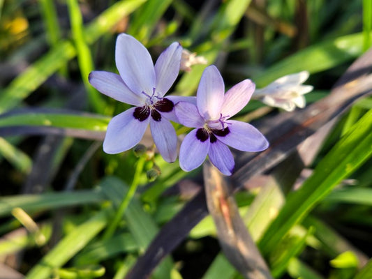 Image of Freesia laxa 'Lavender Lady' taken at Juniper Level Botanic Gdn, NC by JLBG