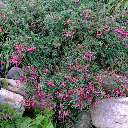Image of Fuchsia 'Sanihanf' taken at Juniper Level Botanic Gdn, NC by JLBG