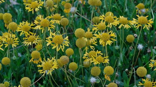 Image of Gaillardia aestivalis 'Glitz 'n Glamour' taken at Juniper Level Botanic Gdn, NC by JLBG