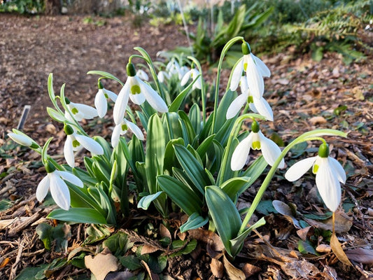 Image of Galanthus 'Mt. Everest' taken at Juniper Level Botanic Gdn, NC by JLBG