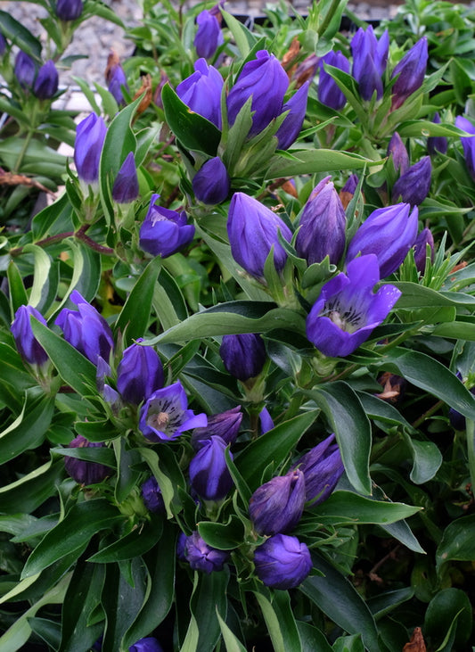 Image of Gentiana 'True Blue' PP 20,433 taken at Juniper Level Botanic Gdn, NC by JLBG