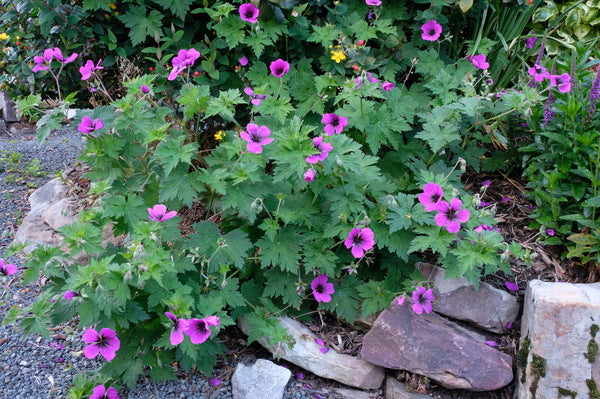 Image of Geranium 'Dragon Heart' taken at Juniper Level Botanic Gdn, NC by JLBG