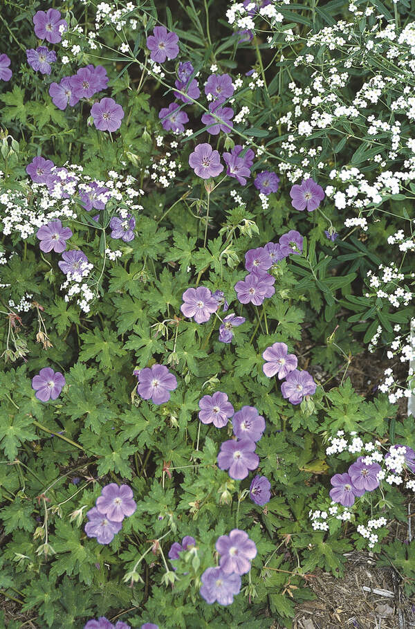 Image of Geranium 'Rozanne' taken at Juniper Level Botanic Gdn, NC by JLBG
