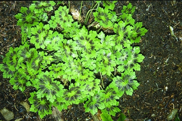 Image of Geranium phaeum 'Samobor' taken at Heronswood, WA