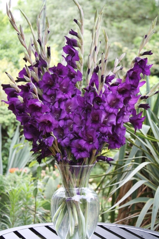 Image of Gladiolus 'Purple Prince' taken at Juniper Level Botanic Gdn, NC by JLBG