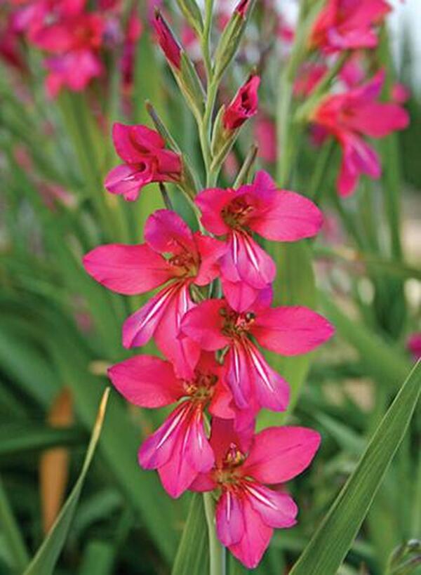 Image of Gladiolus communis ssp. byzantinus 'Cruentus' taken at Juniper Level Botanic Gdn, NC by JLBG