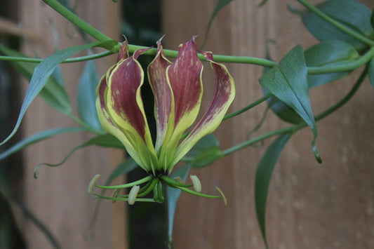 Image of Gloriosa carsonii taken at Juniper Level Botanic Gdn, NC