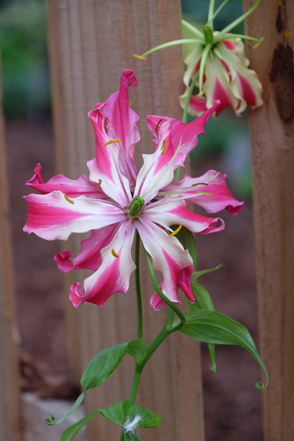 Image of Gloriosa simplex taken at Juniper Level Botanic Gdn, NC