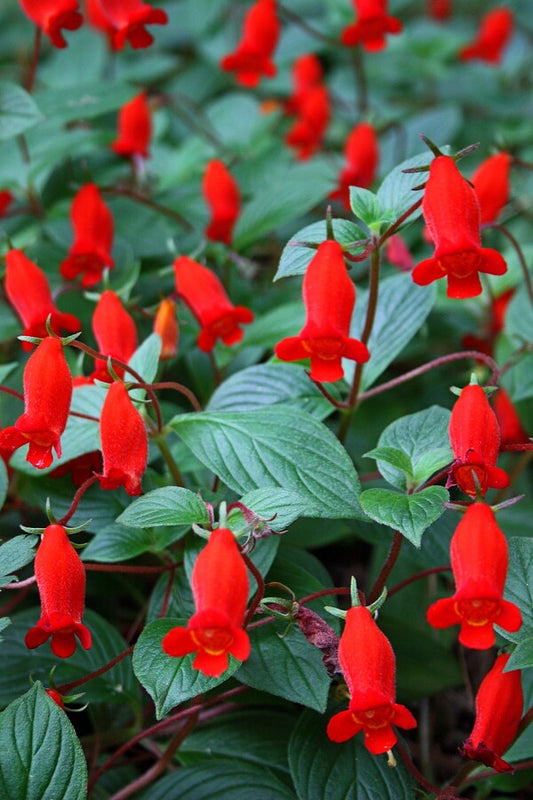 Image of Gloxinia nematanthodes 'Evita' taken at Juniper Level Botanic Gdn, NC by JLBG
