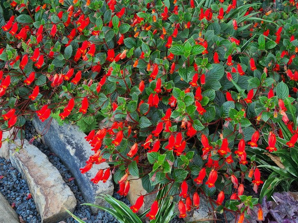 Image of Gloxinia nematanthodes 'Evita' taken at Juniper Level Botanic Garden, Raleigh NC by JLBG