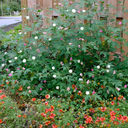 Image of Gossypium thurberi 'Mt. Lemmon' taken at Juniper Level Botanic Gdn, NC by JLBG