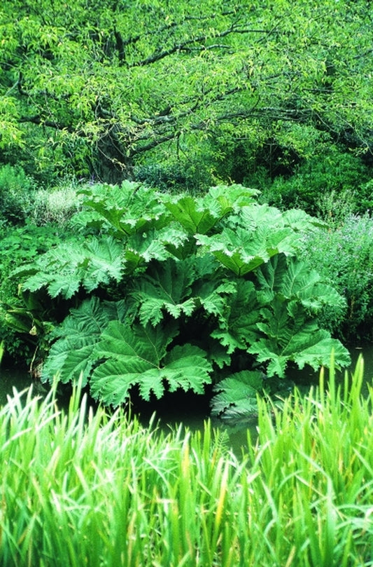 Image of Gunnera manicata taken at Hillier Gdn, UK