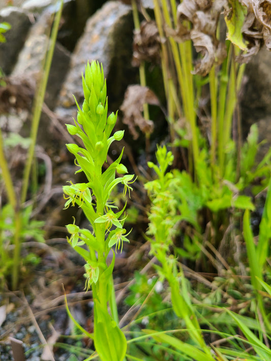 Image of Habenaria repens 'Berkeley' taken at Juniper Level Botanic Gdn, NC by JLBG