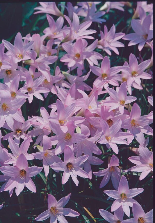 Image of Habranthus 'Pink Flamingos' taken at Juniper Level Botanic Gdn, NC by JLBG