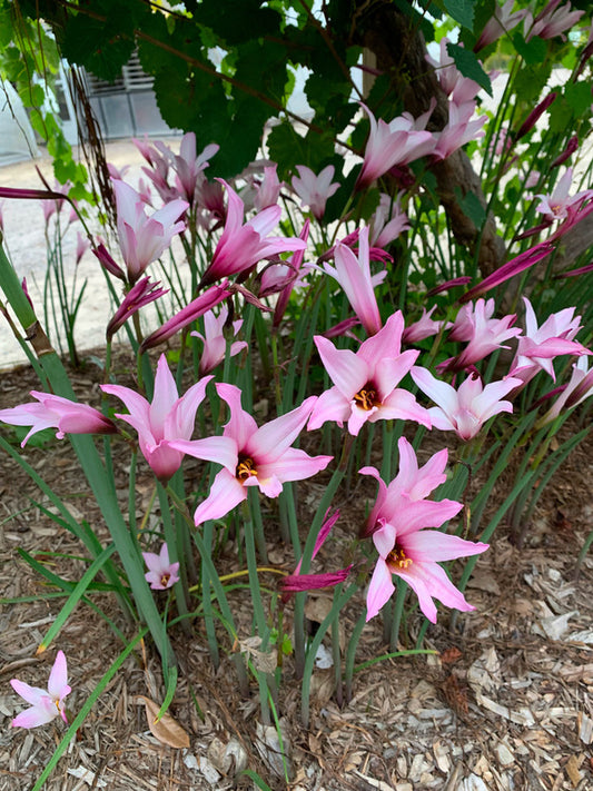 Image of Habranthus brachyandrus taken at Juniper Level Botanic Garden, Raleigh NC by Lidia Churakova