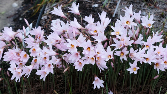 Image of Habranthus martinezii 'Mini-Cherry' taken at Juniper Level Botanic Gdn, NC by JLBG