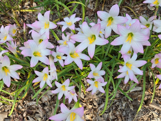 Image of Habranthus robustus 'Albatross' taken at Juniper Level Botanic Gdn, NC by JLBG