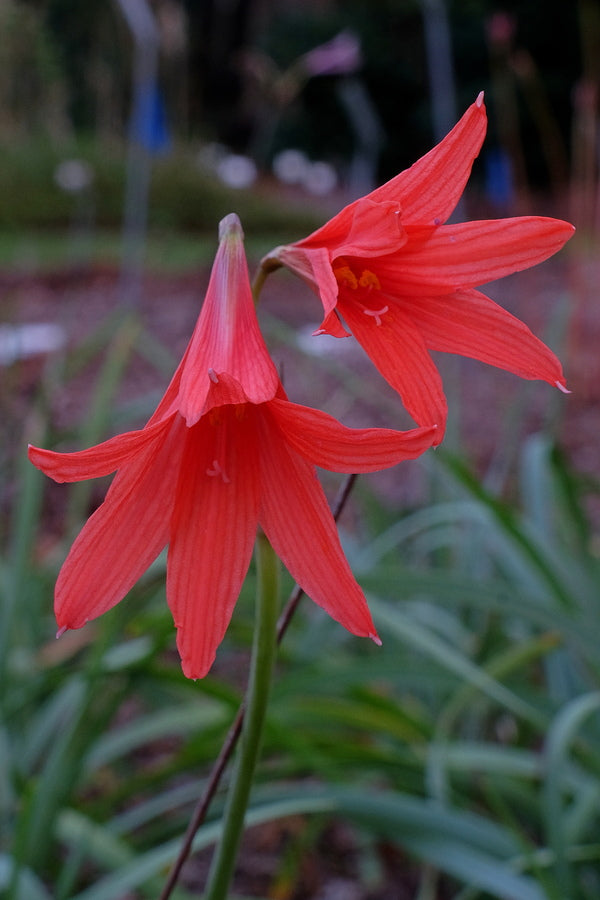 rare lily flower Habranthus ruber