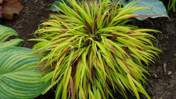Image of Hakonechloa macra 'SunFlare' PP 27,734 taken at Walters Gardens, MI
