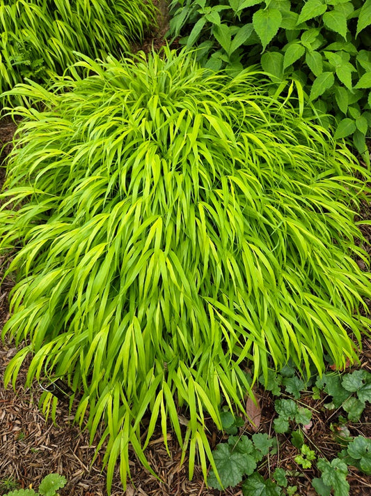 Image of Hakonechloa macra 'SunFlare' PP 27,734 taken at Juniper Level Botanic Gdn, NC by JLBG