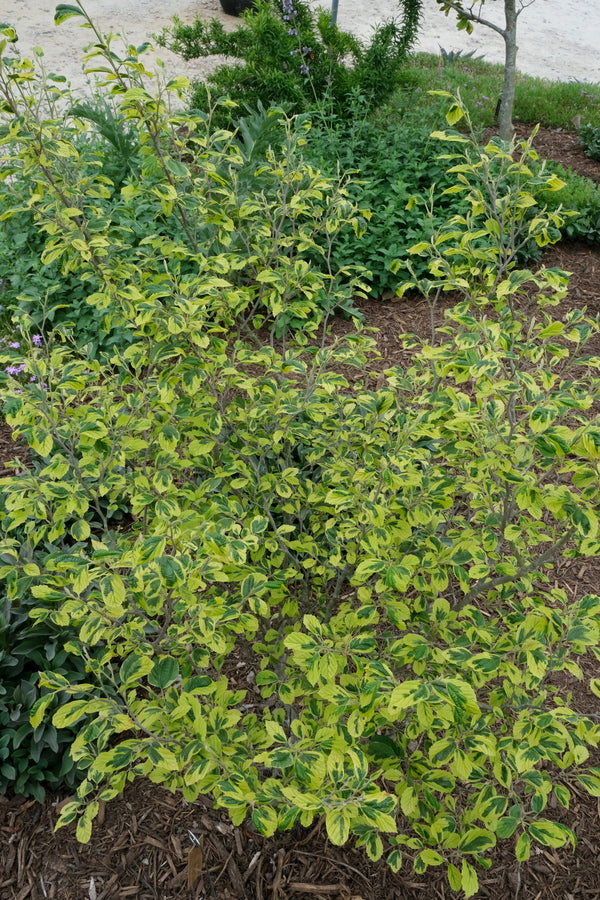 Image of Hamamelis virginiana 'Little Prospect' taken at Juniper Level Botanic Gdn, NC by JLBG