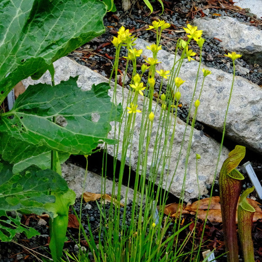 Image of Harperocallis flava - NOT OUTSIDE NC taken at Juniper Level Botanic Gdn, NC by JLBG