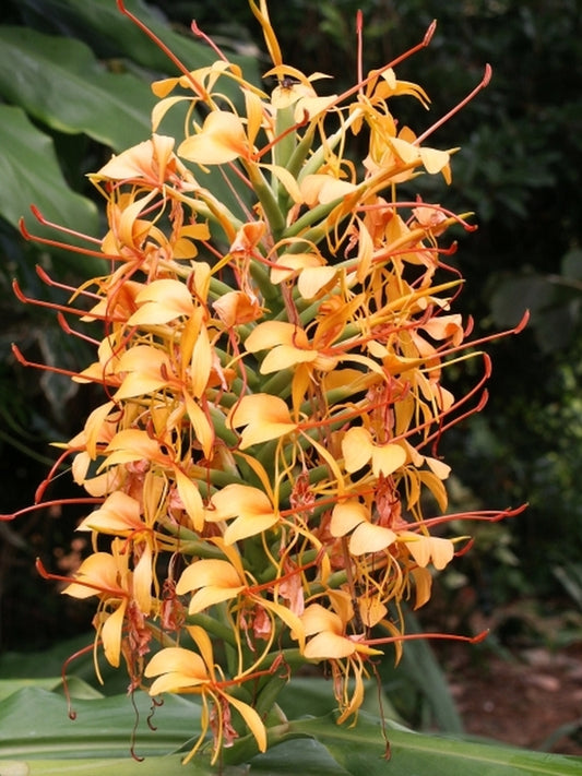 Image of Hedychium 'Anne Bishop' taken at Juniper Level Botanic Gdn, NC by JLBG