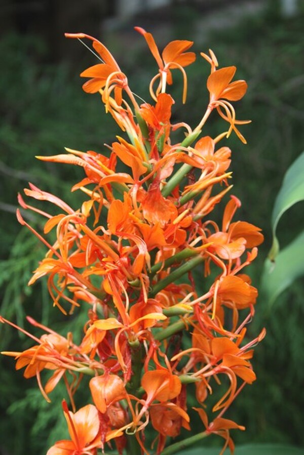 Image of Hedychium 'Fiesta' taken at Juniper Level Botanic Gdn, NC by JLBG
