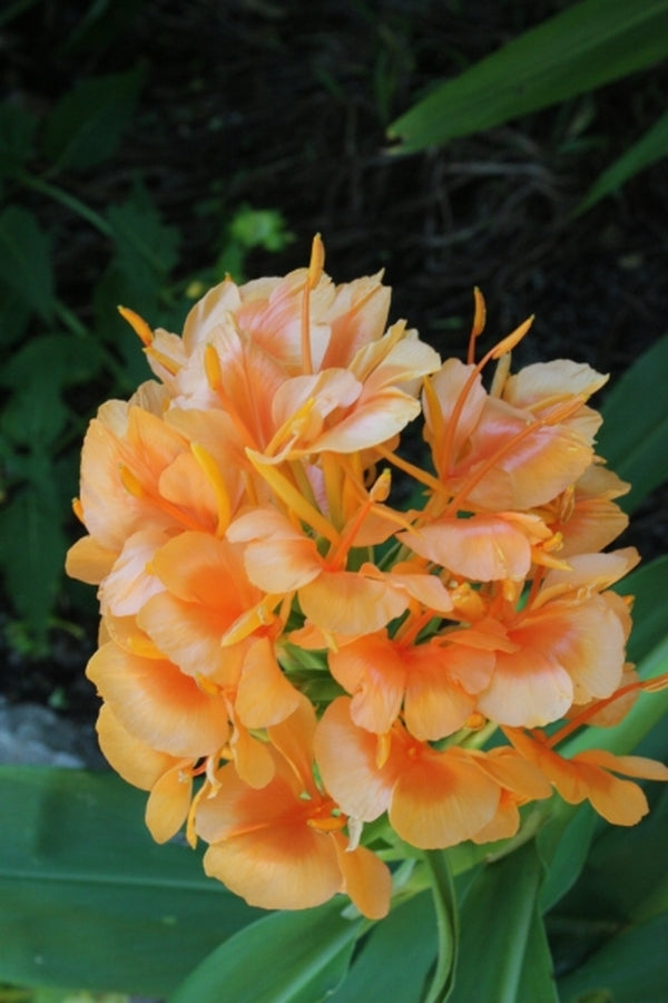 Image of Hedychium 'Kin Ôgi' taken at Juniper Level Botanic Gdn, NC by JLBG