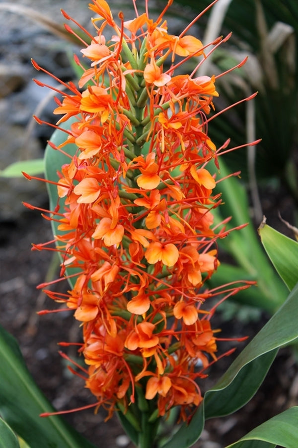 Image of Hedychium 'Raffillii'