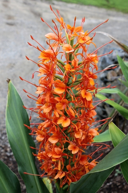 Image of Hedychium 'Raffillii' taken at Juniper Level Botanic Gdn, NC by JLBG