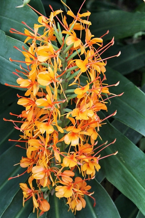 Image of Hedychium coccineum 'Applecourt' taken at Juniper Level Botanic Gdn, NC by JLBG