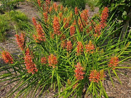 Image of Hedychium coccineum 'Slim's Orange' taken at Juniper Level Botanic Gdn, NC by JLBG