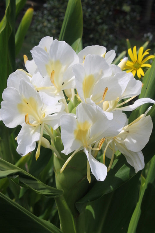 Image of Hedychium coronarium taken at Juniper Level Botanic Gdn, NC by JLBG