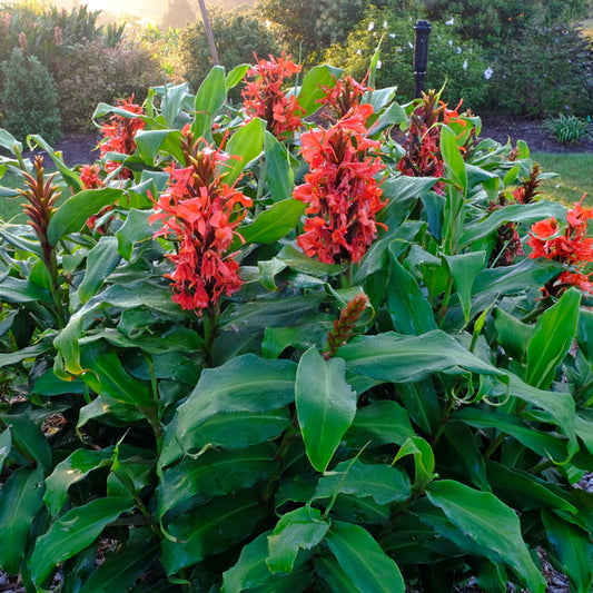 Image of Hedychium deceptum taken at Juniper Level Botanic Gdn, NC by JLBG