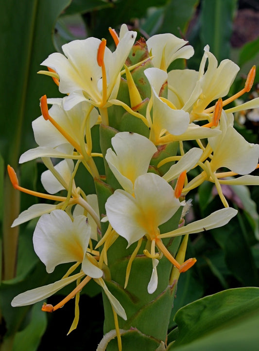 Image of Hedychium flavum 'Prayer Flags'