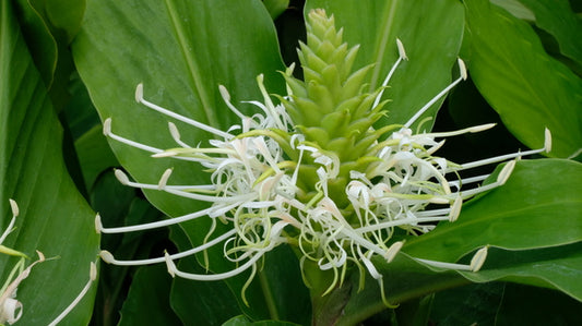 Image of Hedychium thyrsiforme taken at Juniper Level Botanic Gdn, NC by JLBG
